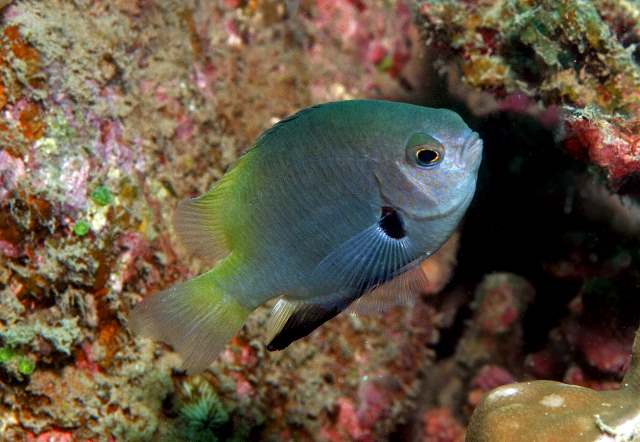 Pomacentrus nigromanus